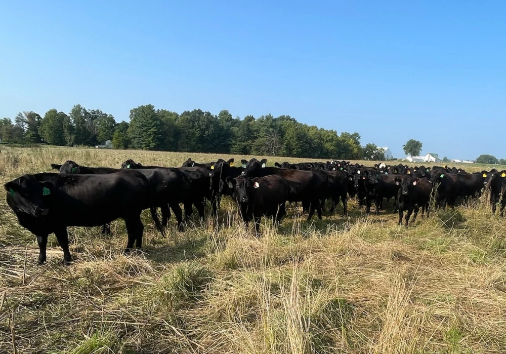 Cattle grazing in an open pasture
