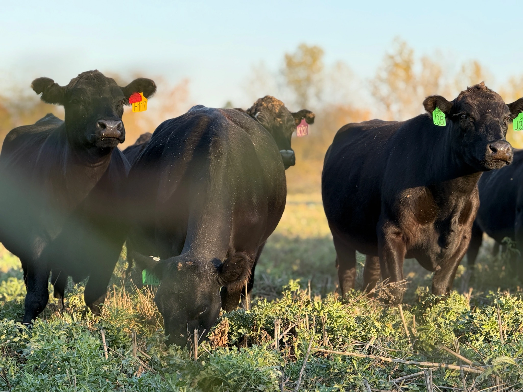 Cattle grazing in an open pasture