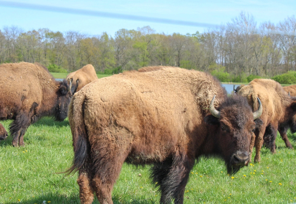 Bison grazing in an open pasture