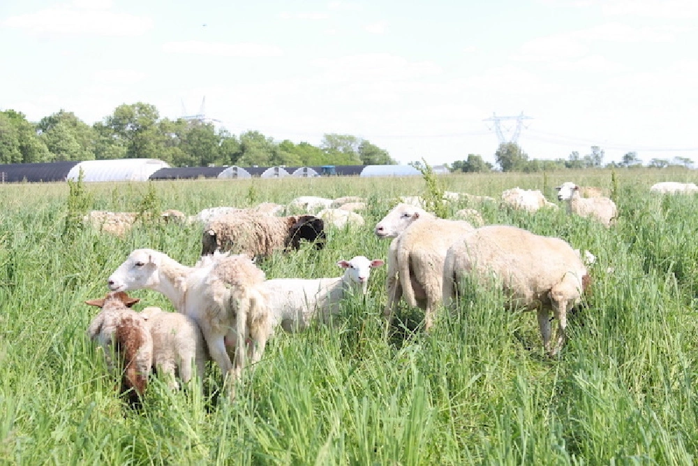 Lamb grazing in an open pasture
