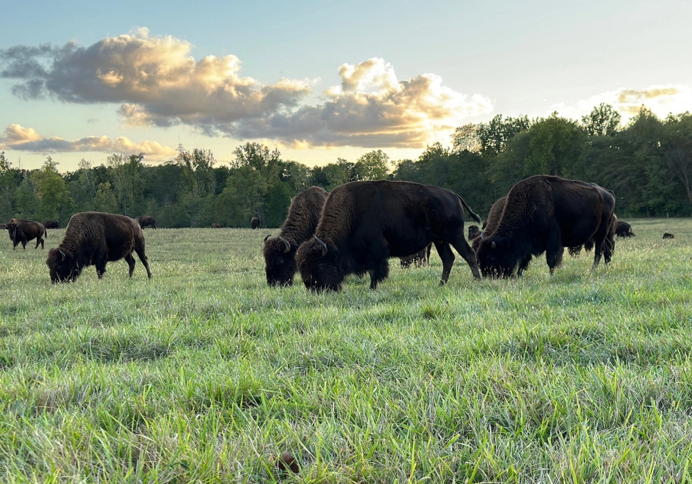 Bison grazing in an open pasture