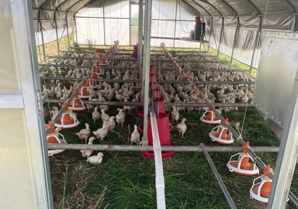 Chicken grazing in a shelter in an open pasture.
