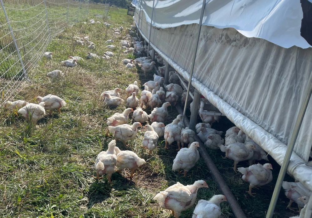 Poultry grazing in an open pasture