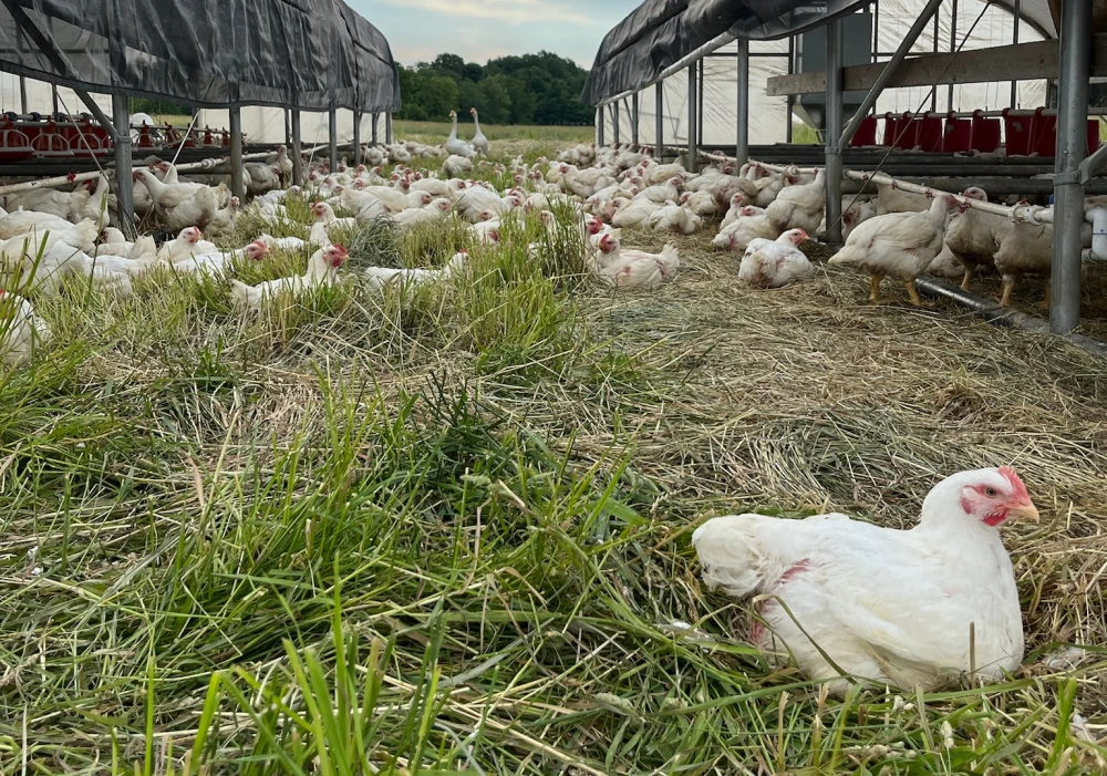Poultry grazing in an open pasture