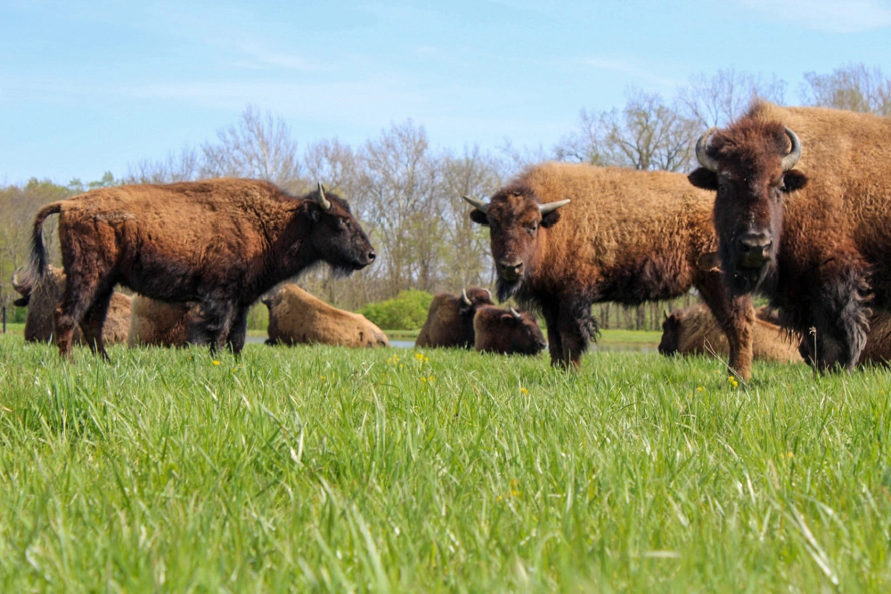 Bison grazing in an open pasture